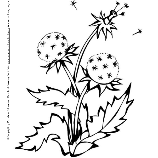 dandelion coloring pages - photo #8