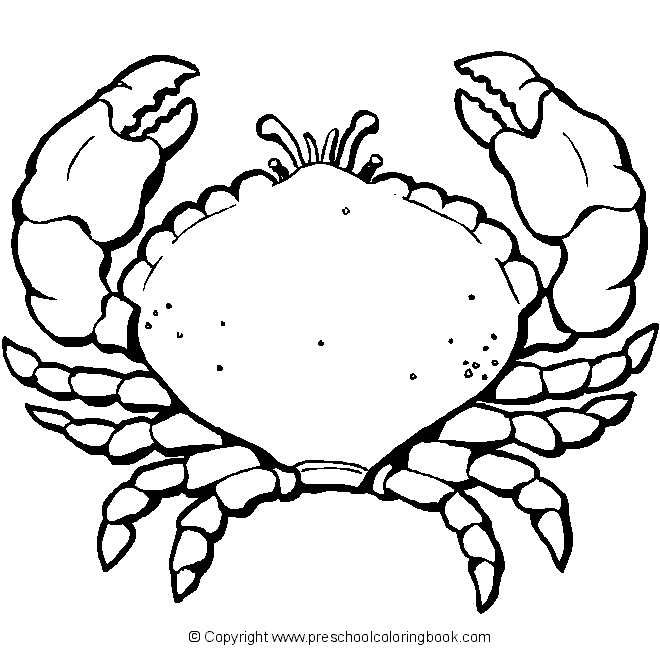 ocean life coloring pages for preschoolers - photo #12